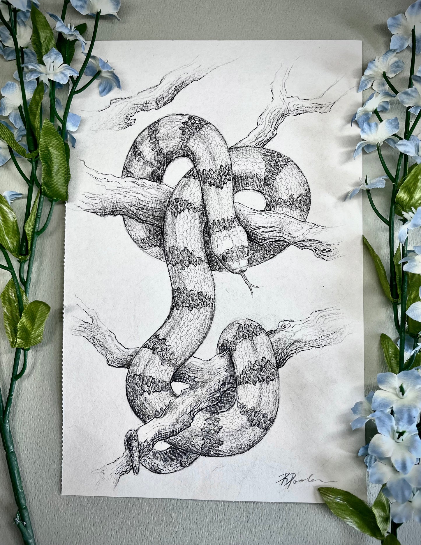 "Milk Snake" Pencil and Ink Drawing