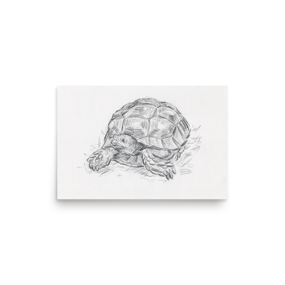 "Sulcata Tortoise" Poster