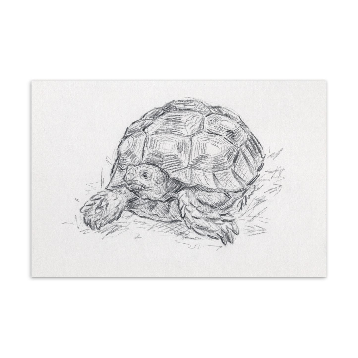 "Sulcata Tortoise" Postcard