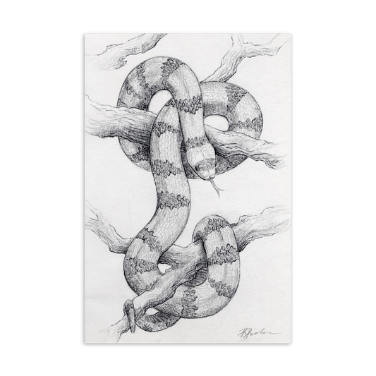 "Milk Snake" Postcard